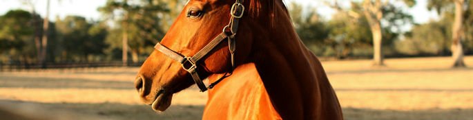 Thirsk, North Yorkshire horse riding lessons and hacking