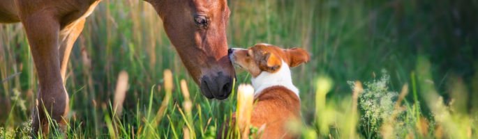 dog breeds that get along well with horses